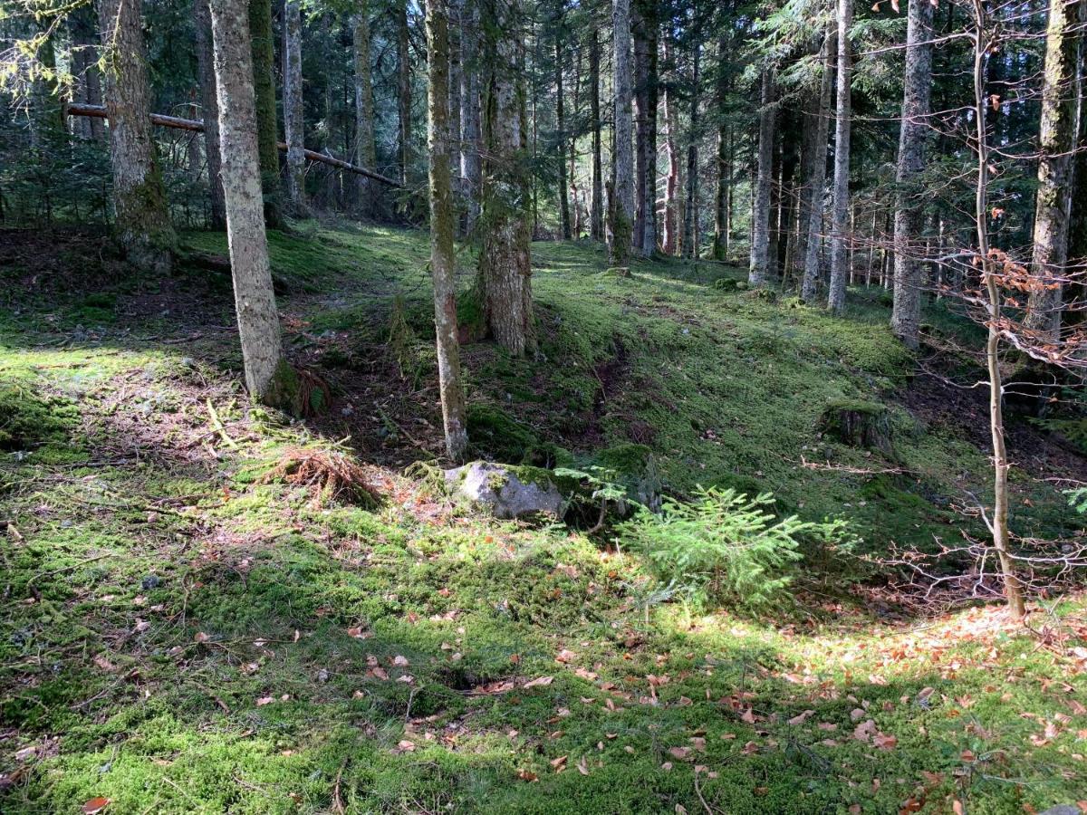 Gîte  Orée des bois Vertolaye Extérieur photo