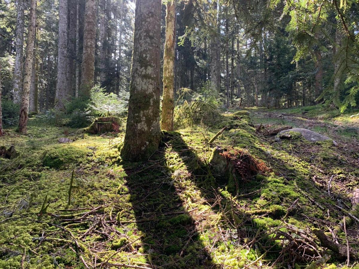 Gîte  Orée des bois Vertolaye Extérieur photo
